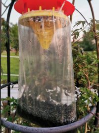 Fliegen fangen leicht gemacht